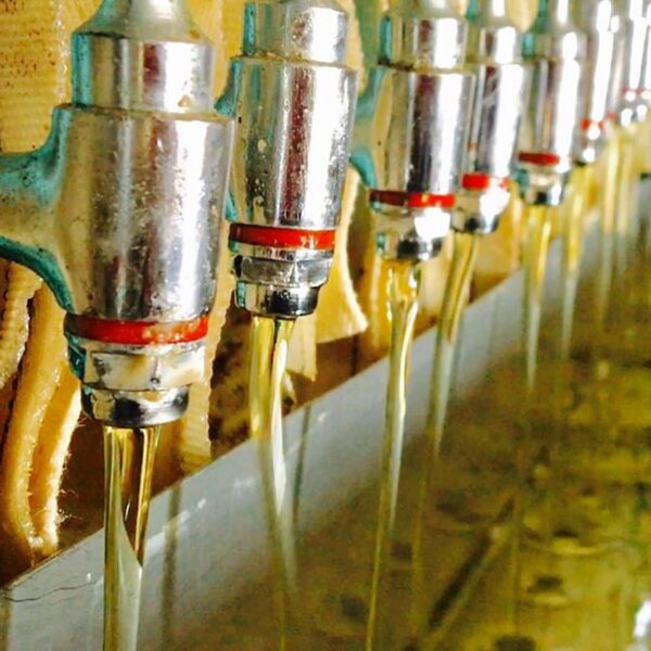 19non-edible-oil-extraction-plant